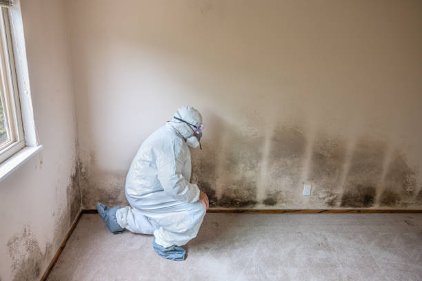 Mold Removal for HVAC Installations in Flora, MS